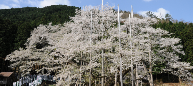 春爛漫！淡墨桜！（根尾）